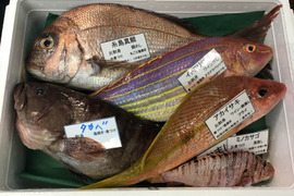 5月解禁‼️2025年5月5日初出漁予定‼️
天然糸島真鯛1匹と漁師におまかせ(2匹)セット！