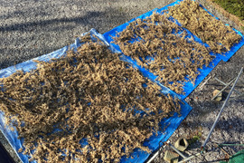 【自然栽培】新大豆(中粒入り)