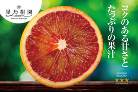 【訳あり】星乃ブラッドオレンジ 木成り完熟 愛媛産 4kg