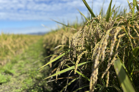 特別栽培  お米「みずほの輝き」 令和7年産 5kg