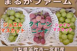 🍇シャインマスカット/クイーンニーナ/ジュエルマスカット 計約2.2kg🍇 食べ比べセット～爽やかな甘み vs 濃厚なコク vs濃厚な甘み、贅沢な食べ比べ～贈答　ギフト　家庭用にも