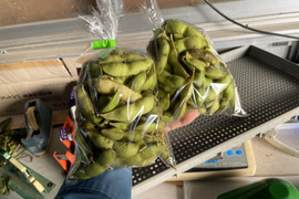 シーズン終盤！丹波黒枝豆（1.2kg）