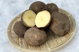 越冬キタアカリ10kg 訳あり 2025年収穫！糖度UP