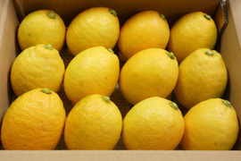 皮まで使えます！瀬戸内レモン　約１２個　M～Lサイズ