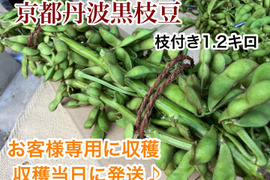 黒豆の通販｜枝豆｜食べチョク｜産地直送(産直)お取り寄せ通販