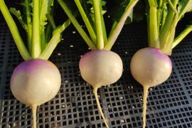 ✨農薬・化成肥料不使用のコカブ食べ比べセット750g✨