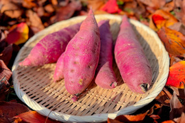 【熟成1か月超でお届け】富山県産 紅はるか 5kg