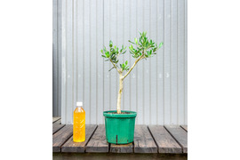 オリーブ 鉢植え マウリーノ｜育てやすい シンボルツリー・盆栽にも最適　27