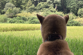 令和4年産 新米 10kg 精米(玄米可能)※夢つくし ⭐️採れたて、ツヤツヤおいし〜新米を是非、ご賞味下さい!!