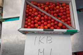 【 紅さやか 】さくらんぼ 山形県天童産  1kg バラ詰 加工•生食用【 5月30日順次発送 】