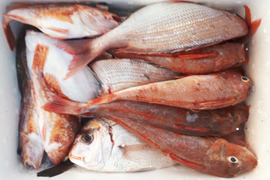 共同購入等どうぞ！旬の鮮魚セット(8匹くらい)☆☆☆80サイズ箱