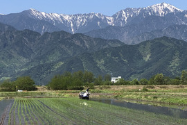 新米コシヒカリ30キロ　北アルプス　安曇野産【冬ギフト】