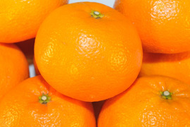 濃厚完熟　蔵出し　愛媛伊予柑　優品・４ｋｇ