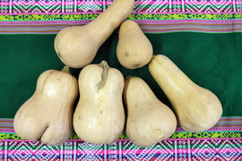 熟成★バターナッツかぼちゃ　4.5ｋｇ