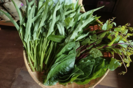 奥出雲産自然栽培夏の葉野菜セット