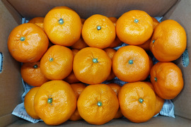 大玉　蔵出し貴少品種　ひめのか【ミカン】　箱込み4.5キロ