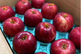 ”紅りんご好き” 果汁たっぷり特別栽培りんご(A品・3㎏)