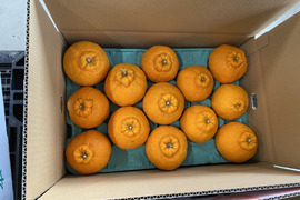 【予約特価】（家庭用）小玉限定　肥の豊　10キロ