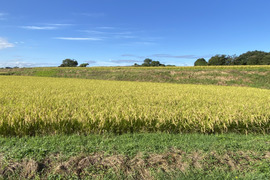 新米！令和7年産　青森県産米　はれわたり　５kg