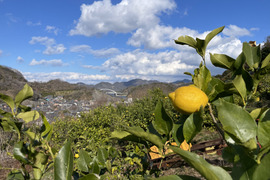 【広島大長レモン】美品500グラム