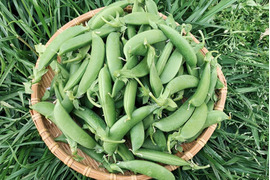 【メール便】朝どり直送便！シャキシャキ☆スナップえんどう450ｇ
