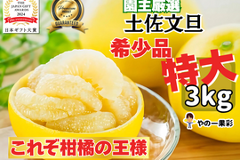 【日本ギフト大賞受賞】👑 家庭用 土佐文旦 高知県産 超特大700g〜1kg  3kg〜 ✨食べ応え抜群の迫力サイズ🍊