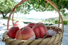【桃の横綱気品あふれる白鳳】本場山梨の品種指定キャンペーン🍑王道の甘み×爽やか酸味☆夏ギフトの定番✨お試し約1㎏🍑7月上旬～発送🍑
