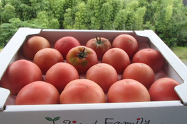 人とワンコのための農場。夏が旬、高糖度トマト１６