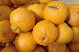 広島県産　不知火(しらぬひデコ)　4.5kg(箱込み)