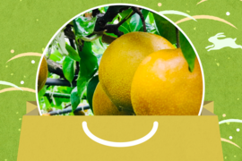 【フルーツの福袋】9月の梨食べ比べ‼️  贈答用2.2kg以上(2~8個入) 何が届くかお楽しみ😋旬の梨2品種詰め合わせでお届け‼️最速発送🌀