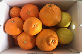 限定！！柑橘詰合せセット【旬の柑橘】高級品種から人気品種まで何が届くかはお楽しみ！！ご家庭用3kg