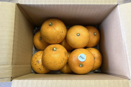 鹿児島県産「訳ありせとか」