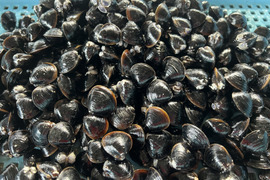 【しじみ汁にピッタリ】宍道湖産ヤマトシジミ・Mサイズ4.8kg（冷凍800g*6袋）
