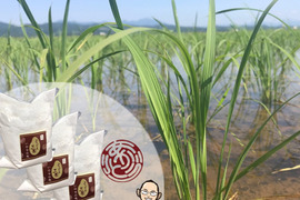 【米粉】600g(200g×3袋)超高級米いのちの壱100%