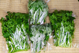 妙高の自然が育てた貴重な自生クレソン&よもぎのセット 60サイズの箱にいっぱい（おおよそ200グラム）