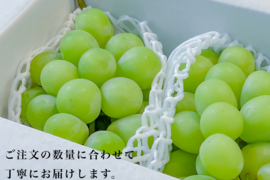 大粒大房！山梨県産シャインマスカット 2房