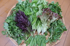 【自然栽培】高原の野菜セットS（7〜8品目）