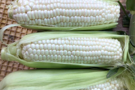 【ご家庭向け訳あり】たっぷり4.5kg フルーツの甘さ ホワイトショコラ（10〜18本）