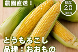 糖度20度前後！朝採れとうもろこし「おおもの」3ｋｇ