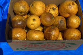 今が旬の人気の訳あり
幻の柑橘　淡路島なるとオレンジ１０kg数量限定