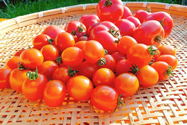 【本当に美味しい🍅】自然栽培！味の濃い中玉トマトとミニトマトのセット