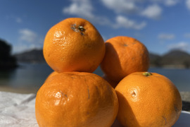 【予約 訳ｱﾘ小玉！】🍊高糖度 果肉プリプリ♪甘みと香り豊かな はるみ ５kg【数量限定／果汁じゅわっ】短い旬に楽しむ特別柑橘！