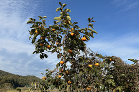 タンポポ農園の甘い太秋柿