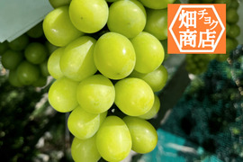 【山梨県 笛吹市産】シャインマスカット ２房（１ｋｇ）朝採りを発送　皮ごとOK　種なし