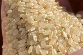 玄米・令和5年度産2kg【お試しください🐮】牛屋の米、甘くておいしいよ！コシヒカリ『喜代米』