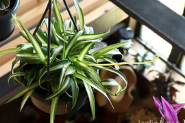 おしゃれなハンギングタイプ！観葉植物 オリヅルラン バリエガタ (203983)