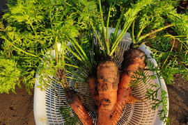 ✨農薬・化成肥料不使用の五寸人参800g（4～6本）+葉ニンジン150g✨