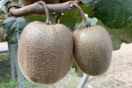 農薬不使用キウイフルーツ2Ｌサイズ　16個(約2.2kg)