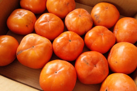 【2026年予約販売】愛知県豊橋産 次郎柿｜農薬未使用・2.5kg