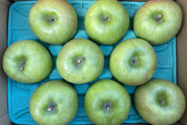 爽やかな酸味りんご　グラニースミス　アップルパイにどうぞ　7個から13個